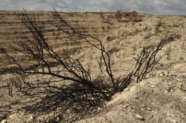 Kıbrıs'ta bir ormandaki bir orman yangını yakar