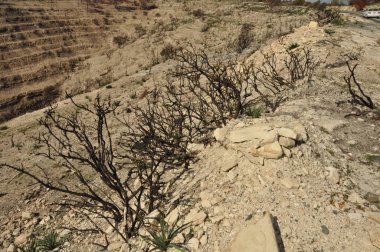 Kıbrıs'ta bir ormandaki bir orman yangını yakar