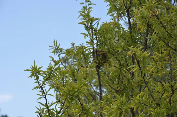 Красивая Птица Гнездится Дереве Лесу Кипрусе — стоковое фото