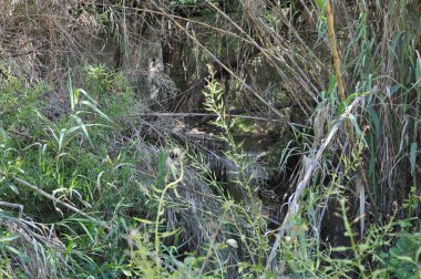 Kıbrıs'ta ormandaki güzel nehir