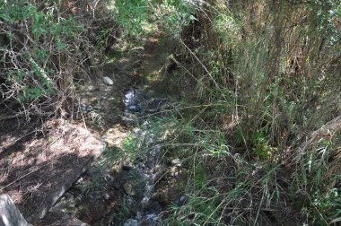 Kıbrıs'ta ormandaki güzel nehir