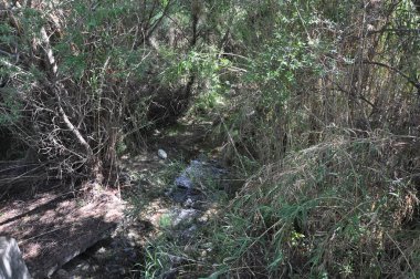 Kıbrıs'ta ormandaki güzel nehir