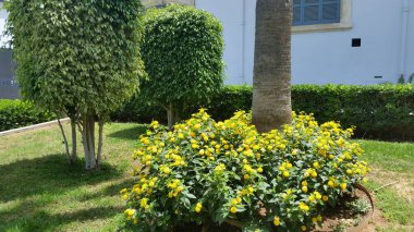 En güzel bahçe fotoğraflar