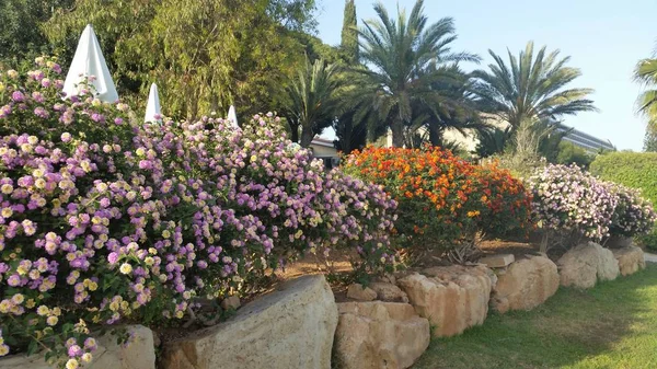 Der Schöne Garten Amathus Beach Hotel Garden Limassol Zypern — Stockfoto
