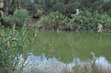 Güzel Athalassa Milli Park Nicosia (Kıbrıs)