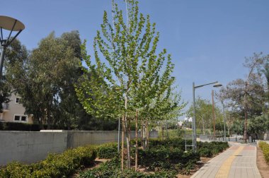 Güzel doğrusal Park boyunca Garyllis nehir Limassol (Cyprus)