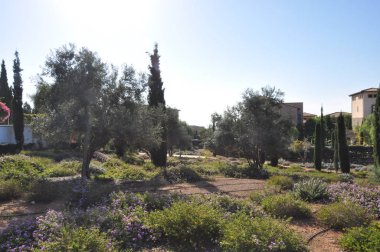 Esneklik Limassol (Cyprus, güzel bahçe)