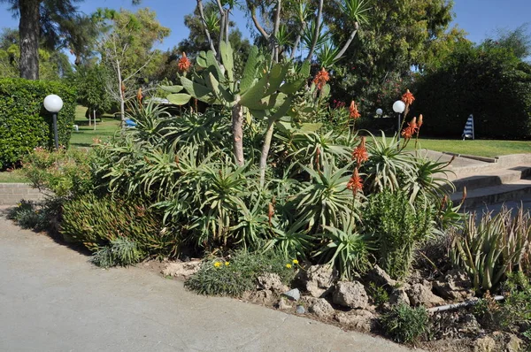 Beautiful Garden Resilience Limassol Cyprus — Stock Photo, Image