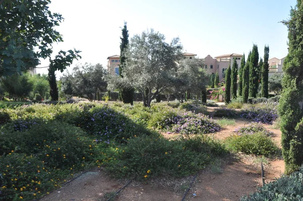 Hermoso Jardín Resilience Limassol Chipre — Foto de Stock