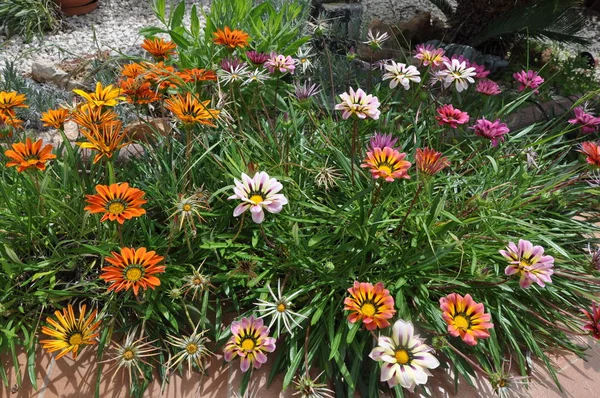 Güzel gerbera gerber çiçek bahçesinde