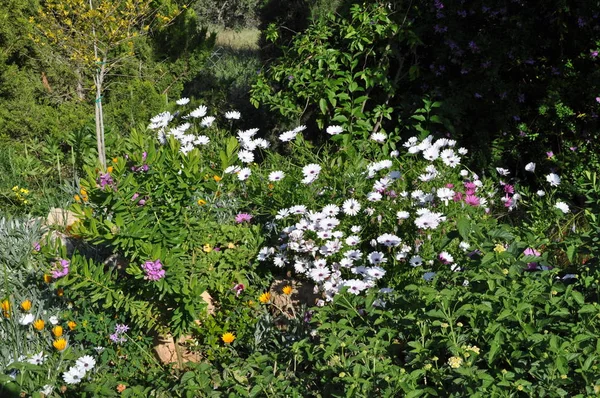 Gerber Gerbera Piękny Kwiat Ogrodzie — Zdjęcie stockowe