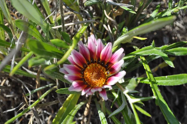 Die Schöne Gerbera Gerberblume Garten — Stockfoto