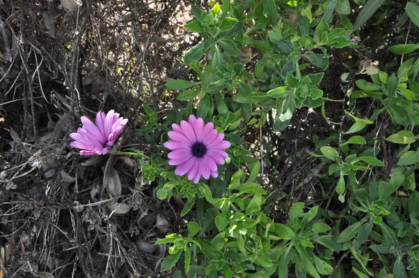 庭で美しいガーベラ ガーバー花 — ストック写真