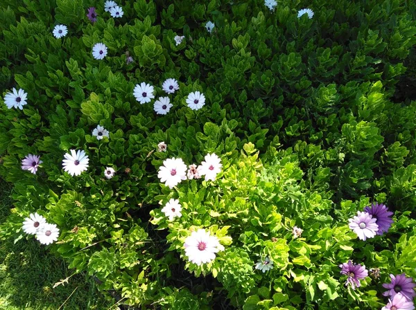 庭で美しいガーベラ ガーバー花 — ストック写真