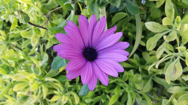 Belle Gerbera Gerber Fleur Dans Jardin — Photo