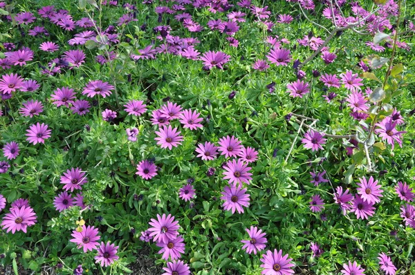 Güzel gerbera gerber çiçek bahçesinde