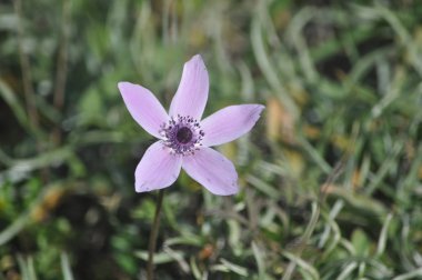 Bahçe güzel anemon çiçeği