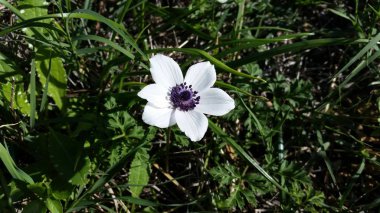 Bahçe güzel anemon çiçeği