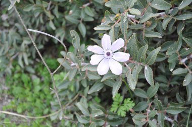 Bahçe güzel anemon çiçeği