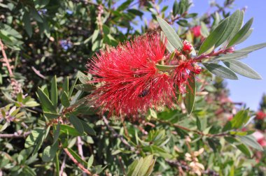 Güzel Callistemon çiçek bahçesinde