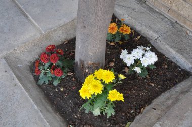 Bahçe güzel kasımpatı çiçeği