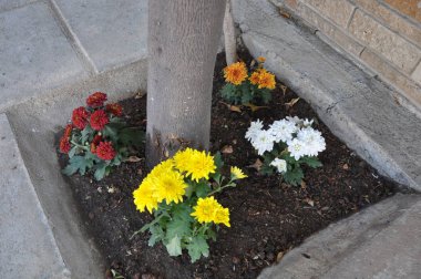 Bahçe güzel kasımpatı çiçeği