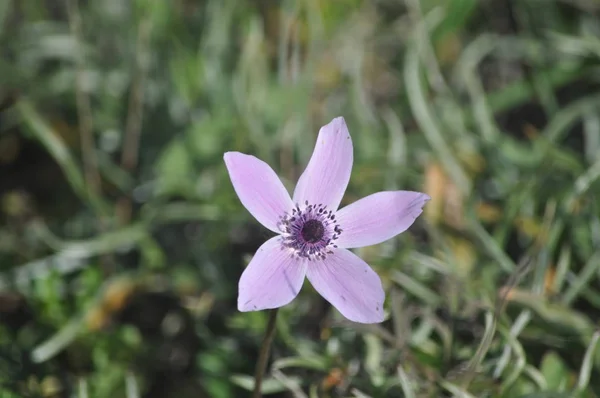 Die Schöne Anemonenblume Garten — Stockfoto