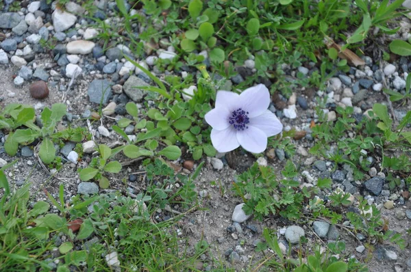 Bela Flor Anêmona Jardim — Fotografia de Stock