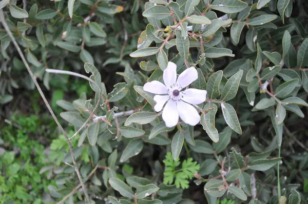 Die Schöne Anemonenblume Garten — Stockfoto