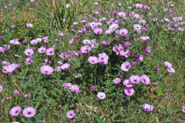 Güzel Moonflower çiçek bahçesinde 