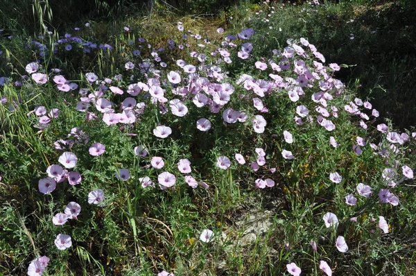 庭で美しいユウガオの花 — ストック写真