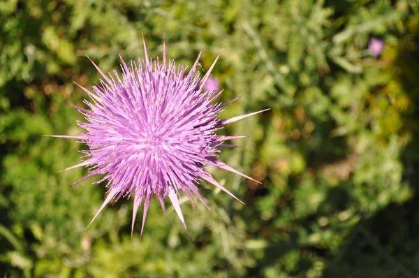 Die Schöne Onopordum Acanthium Blume Garten — Stockfoto