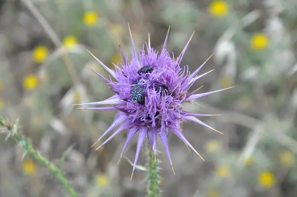 Belle Fleur Acanthium Onopordum Dans Jardin — Photo