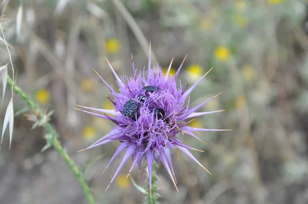 Hermosa Flor Acanto Onopordum Jardín — Foto de Stock