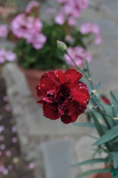 Красивый Цветок Clove Саду — стоковое фото