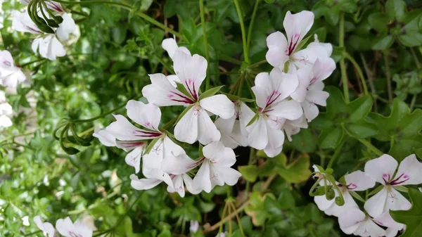 Die Schöne Geranienblüte Pelargonium Zonale Garten — Stockfoto