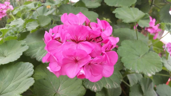 Die Schöne Geranienblüte Pelargonium Zonale Garten — Stockfoto