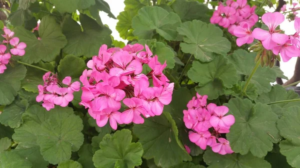 Geranium สวยงาม Pelargonium Zoneale ดอกไม ในสวน — ภาพถ่ายสต็อก