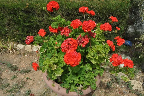 Bela Flor Gerânio Pelargonium Zonale Jardim — Fotografia de Stock