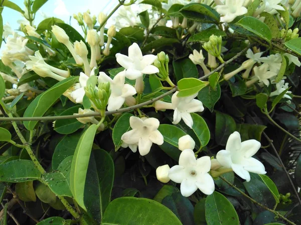 Beautiful Jasmine Flower Garden — Stock Photo, Image