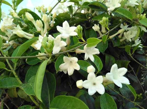 Die Schöne Jasminblüte Garten — Stockfoto