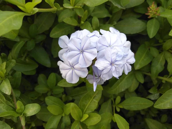 Die Schöne Jasminblüte Garten — Stockfoto