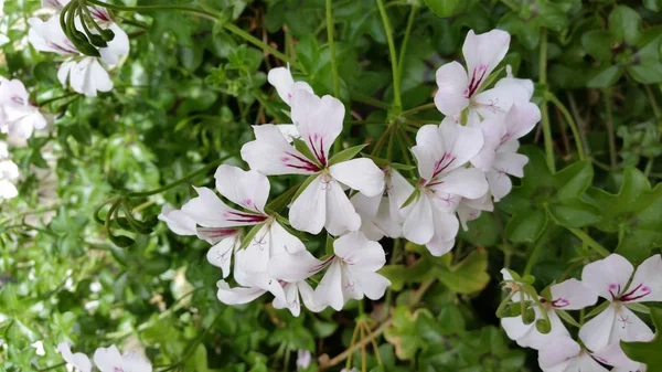 Hermosa Flor Geranio Pelargonium Zonale Jardín Fotos de stock libres de derechos