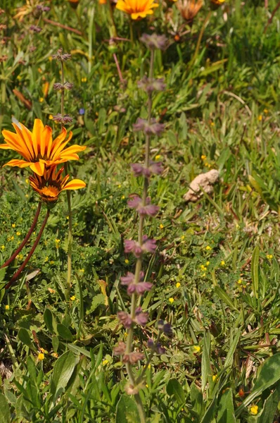 庭で美しいガザニア花 — ストック写真