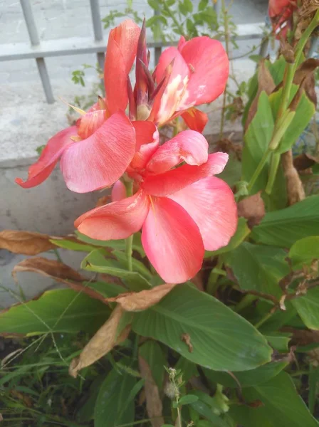 Die Schöne Canna Blume Garten — Stockfoto