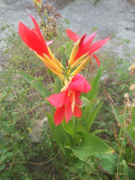 Bela Flor Canna Jardim — Fotografia de Stock