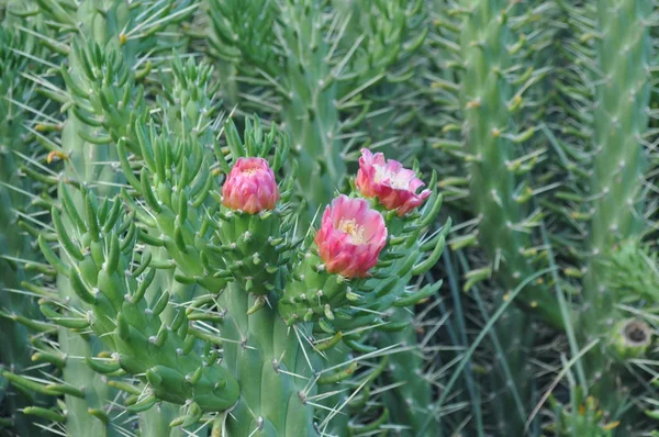 Hermosa Flor Cactus Jardín — Foto de Stock