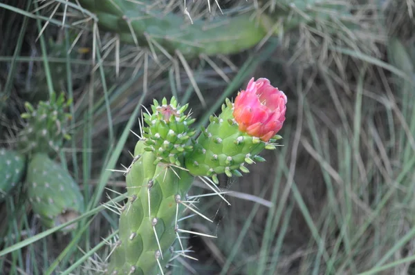 Gyönyörű Kaktusz Virág Kert — Stock Fotó