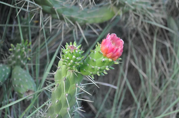 Die Schöne Kakteenblüte Garten — Stockfoto