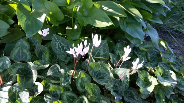 Die Schöne Cyclamenblüte Garten — Stockfoto